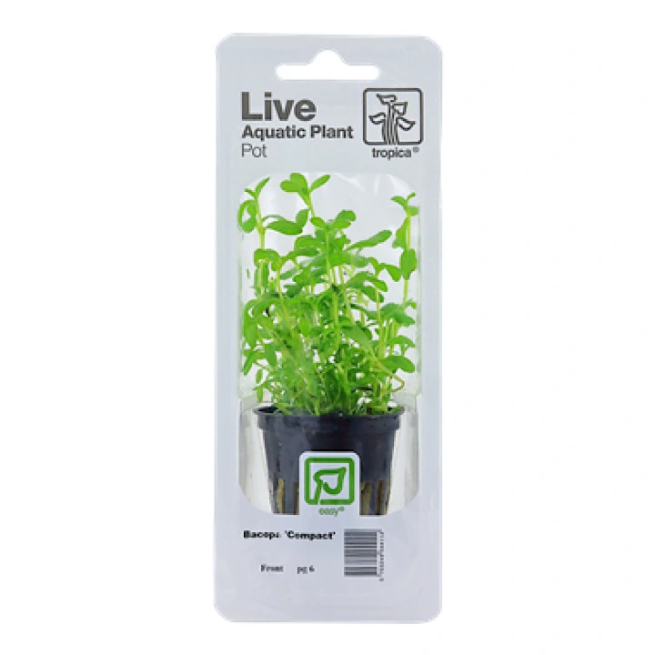 Tropica PCS Pot Bacopa Compact x 3
